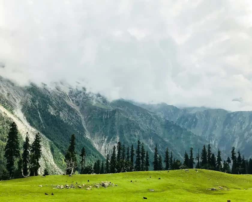 Alpine valley and pine forests, Himachal Pradesh